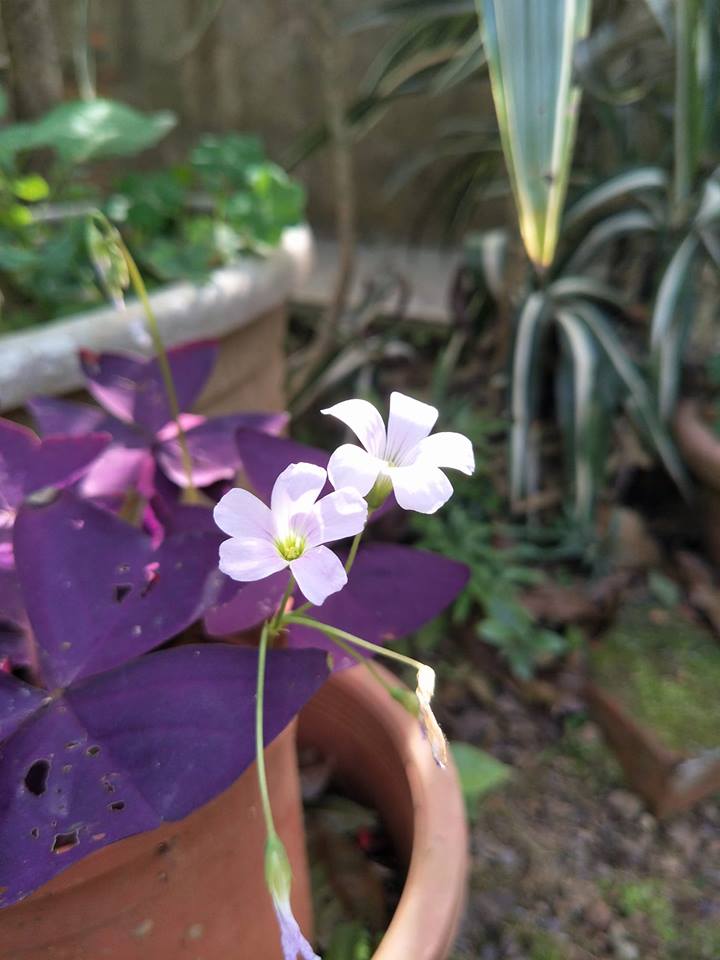 28279987_1457549574355642_31765784303566620_n