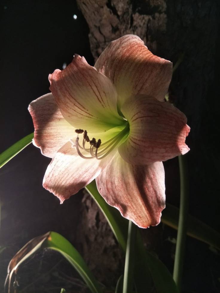 31504000_1558655797578352_8613546200479563776_o